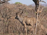 Marion, Romane South Africa 2014 (18 of 45) : KNP Pretoriuskop, Marion visit